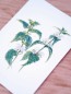 Preview: Premium Postkarte "Taubnessel"